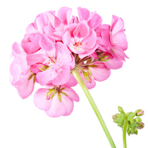 mellow skincare rose geranium essential oils
